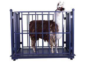 Quality 1000kg Digital Cattle Weighing Scales wholesale
