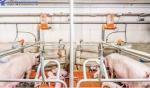 Light Steel Frame Shed , Steel Structure Sow House Pig Farm Equipment