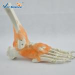 Plasric Human Skeleton Model Life - Size Foot Joint With Ligaments Teaching