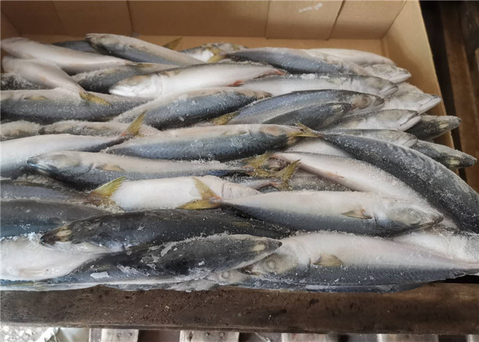 A Grade 50g-60g Pacific Mackerel Fresh Frozen Seafood