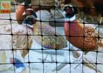 Black Plastic Chicken Netting , Plastic Poultry Netting, Plastic Poultry Fence,