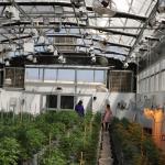 Commercial Multi-span Polytunnel Light Deprivation Greenhouse With Shade Net