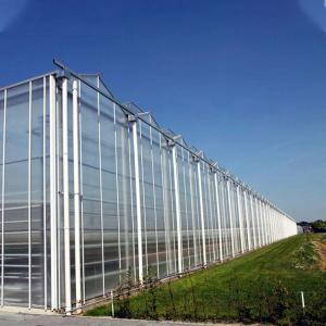 Quality Agriculture Plants Growing Multi Span Venlo Glass Greenhouse With Cooling Pad wholesale
