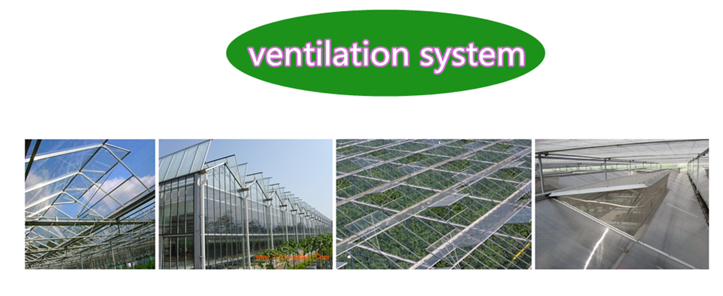 Hydroponic Vertical Farming Greenhouse for Herb and Tomato Growing in Customized Size