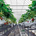 Galvanized Steel Hydroponics Strawberry Greenhouse Large Size