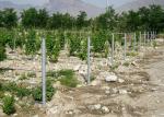 Vineyard Accessories Metal Trellis Posts Easy Installation Anti Corrosive