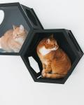 Hexagon Modern Pet Furniture Cat Wall Shelf 50lb Bearing Cat Cave Bed Cat
