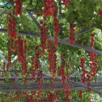 Customized Commercial Tomato Greenhouse Multi Span Greenhouse Plants Growing