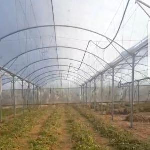 Quality Clear Sheeting Roof Polythene Cover 80 Microns Multi Span Greenhouse wholesale