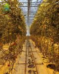 Watermelon Cherry Soilless Hydroponic System NFT PVC Pipe Balcony Vegetable
