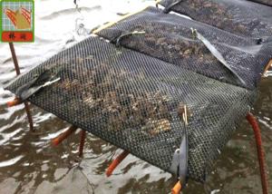 Quality Diamond Style Aquaculture Netting Black Oyster Mesh Cage HDPE Materials wholesale
