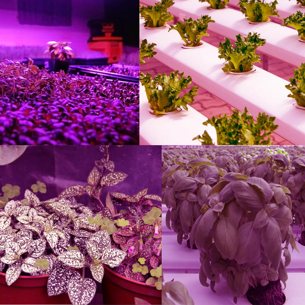 Flexible Clip On Fitolampy Timer Dimmable LED Plant Grow Light