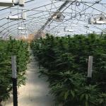 30m Length Single Span 150 Micro Polyethylene Film Greenhouse Light Deprivation