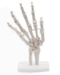 Human Life Size Finger Bone Flexible for Medical Demonstration Study Education
