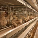 Galvanized Steel 96-200 Birds Poultry Battery Cage System For Layer Farm Emily