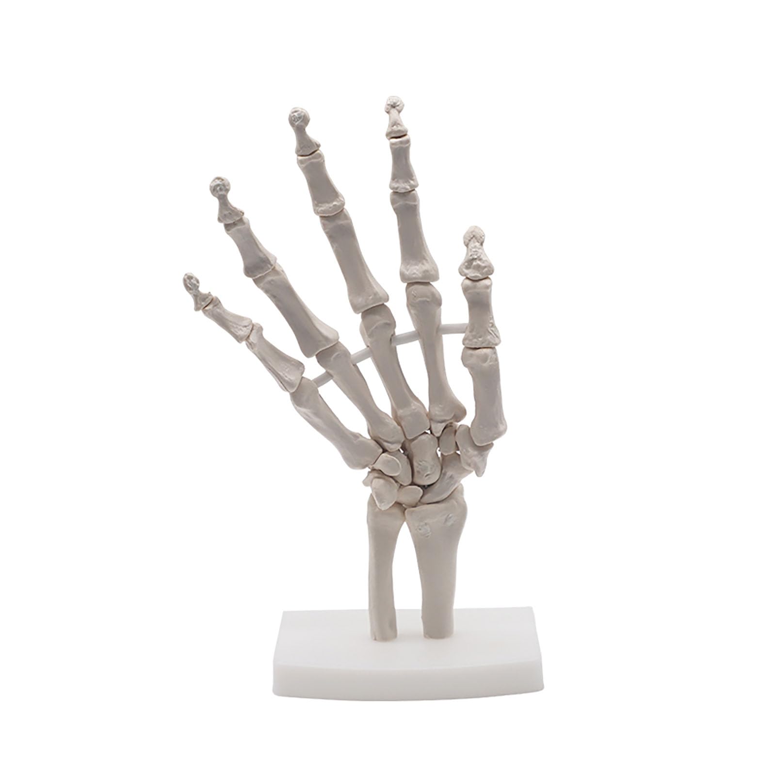 Human Life Size Finger Bone Flexible for Medical Demonstration Study Education with Base Skeleton Hand Joint Model