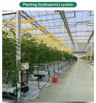 PE Strawberry Insulation Agricultural Greenhouses for Plants Growing and