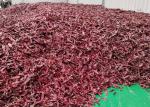 Dehydrated Cherry Red Guajillo Chilis 13CM Dried Long Red Chillies 100 SHU