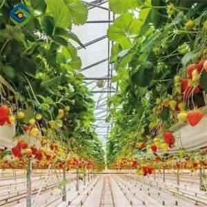 Quality Efficient Strawberry Plant Greenhouse Easy To Install High Performance wholesale
