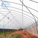 Single Span Clear Film Tunnel Top Vent Greenhouse Sri Lanka Prefabricated