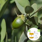 Cas 61789 91 1 Pure Golden Jojoba Oil , Cold Press Jojoba Oil 5KG Moisturizing