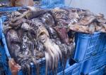 Whole Round Dried Squid Snack , Peru Giant Squid 2000g Up Size