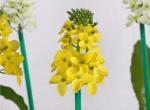 Emulation rapeseed lamp LED flower lamp outdoor lawn floor lamp lawn courtyard