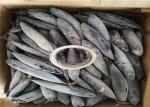 3ppm Histamine A Grade Bulk 250kg Frozen Bonito Fish