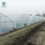 10m Plastic Single Tunnel Greenhouse Uv Resistant Clear Sheeting