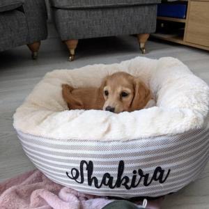 Quality Cream Striped Snuggle Calming Dog Bed OEM ODM Covered Dog Bed Calming Dog Bed Dog Mattress Bed wholesale