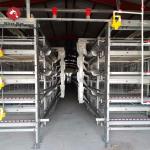 5000 Birds Broiler Poultry Cage Farm Hot Dip Galvanized Battery H Frame Farm