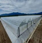 3m-6m Tropical Sawtooth Greenhouse Gutter Connected Steel Framework For