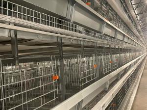 Quality Poultry Farm Battery Automatic Chicken Cage Saving Feed ISO9001 Approved wholesale