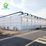 Multi Span Agricultural Plastic Film Tropical Greenhouse For Tomato