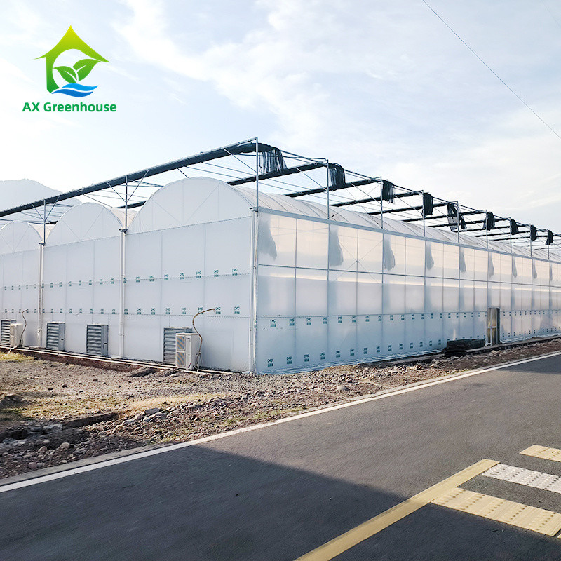 Galvanized Steel Frame PE Plastic Film Greenhouse For Agriculture Low Cost Tunnel