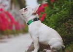 No Pull Cactus Print Dog Collar Harness