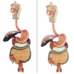 Human Digestive System Model Human Anatomy Model For Education Teaching