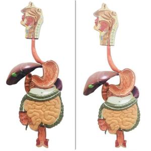 Quality Human Digestive System Model Human Anatomy Model For Education Teaching wholesale