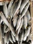 IFS 80-90 BQF Frozen Muroaji Fish For Bait
