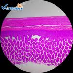 Commercial Histology Lab Slides Human Histology Prepared Microscope Slides 100