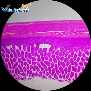 Quality Commercial Histology Lab Slides Human Histology Prepared Microscope Slides 100 Piece wholesale