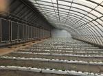 Film Covered Solar Greenhouse for Sustainable Winter Cucumber Cultivation