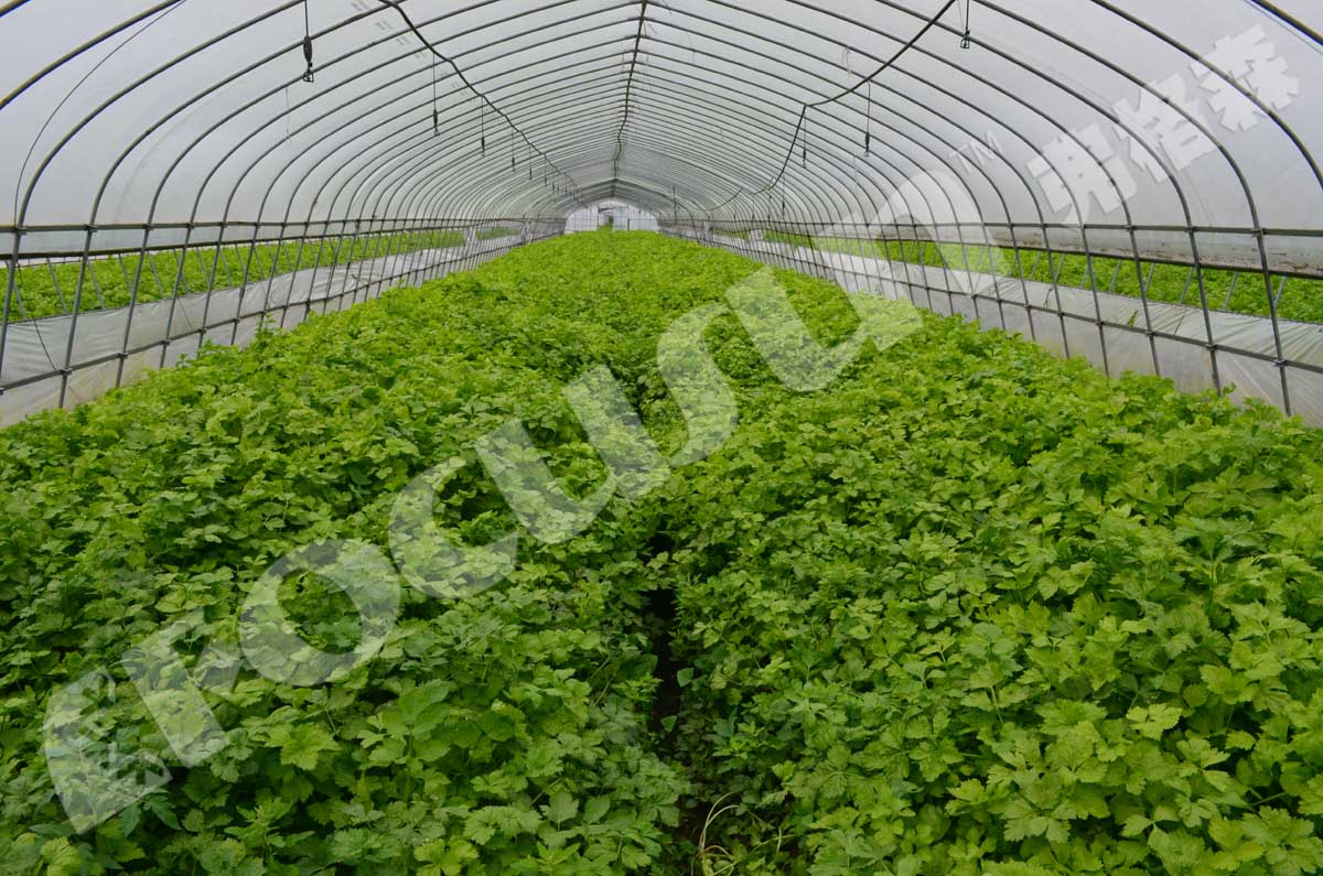 Leafy Vegetables Vacuum Cooler Bock Compressor -5C 5C Temperature Fast Cooling Machine