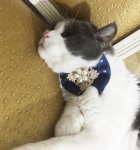 Quality Ribbon Beads Designer Cat Collars , Fancy Cat Collars Customized Color Easy Scrub wholesale