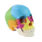 22 Parts Colorful Plastic 1.1kg Anatomy Bone Model , Human Skull Model