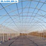 Tomato Growing Naturally Ventilated Greenhouse Plastic Film Greenhouse