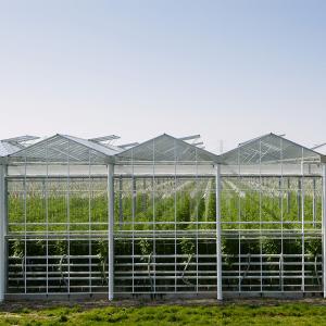 Quality Hydroponic Growing System Venlo Glass Greenhouse Galvanized Steel Frame wholesale