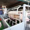 Buy cheap Hot Dip Galvanized Steel Swine Farrowing Crates Cages Pig Farm from wholesalers
