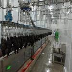 500 Bph Chicken Poultry Processing Plant Stainless Steel Chicken Plucker Machine