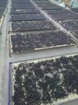 Dried Black Goji Berry